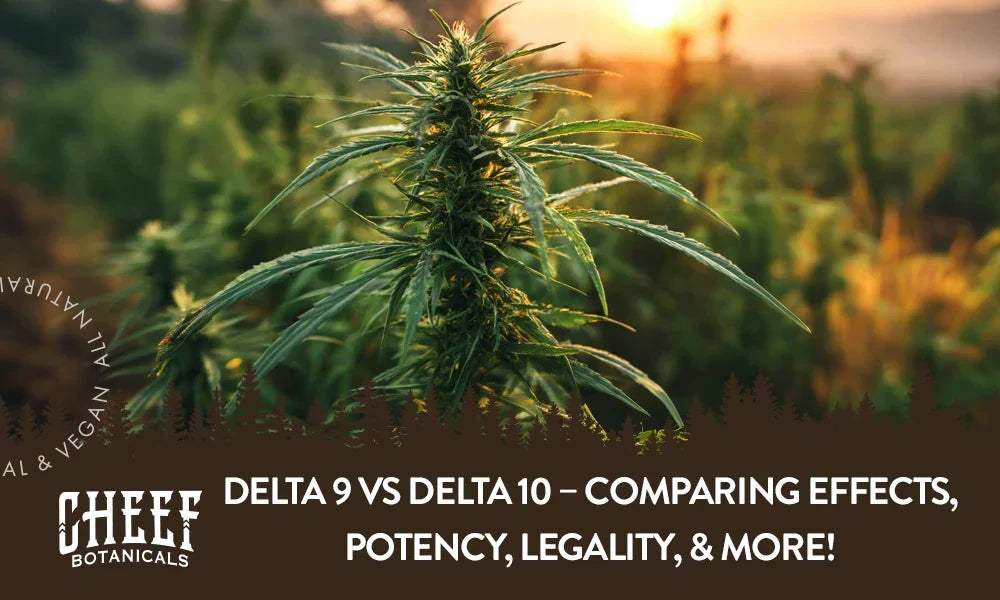 A cannabis plant growing outside in a field with the title "Delta 9 vs Delta 10".