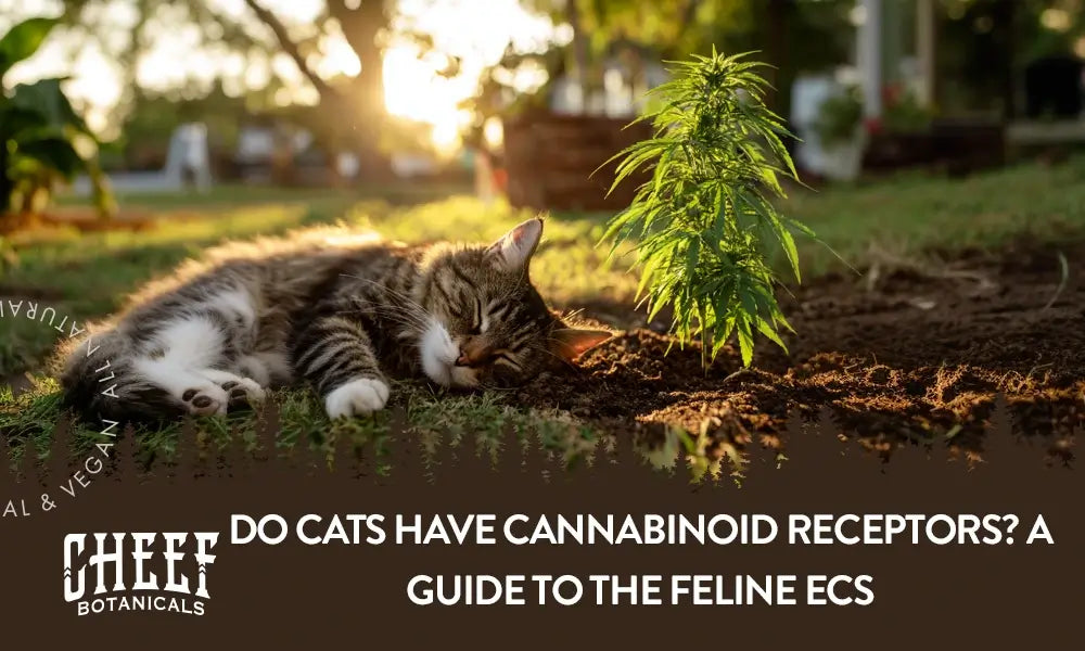 do cats have cannabinoid receptors (featured blog image by Cheef Botanicals) shows a cat laying down outdoors next to a cannabis plant