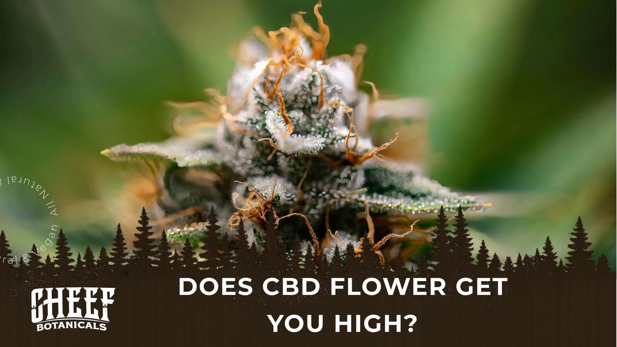 Does CBD Flower Get You High (featured blog image by Holistapet) shows a CBD flower bud with orange strands