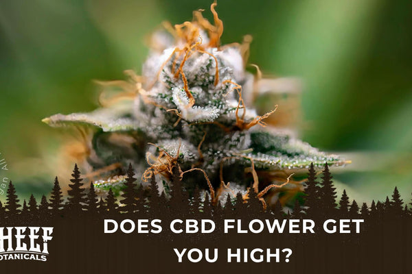 Does CBD Flower Get You High? What to Know Before Smoking