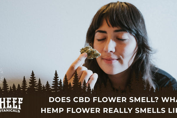 Does CBD Flower Smell? What Hemp Flower Really Smells Like
