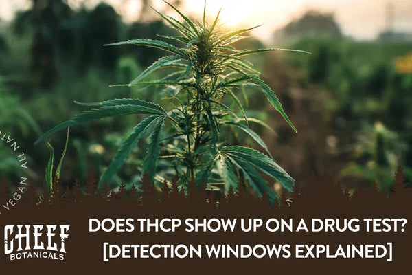 Does THCP Show Up on a Drug Test? [Detection Windows Explained]