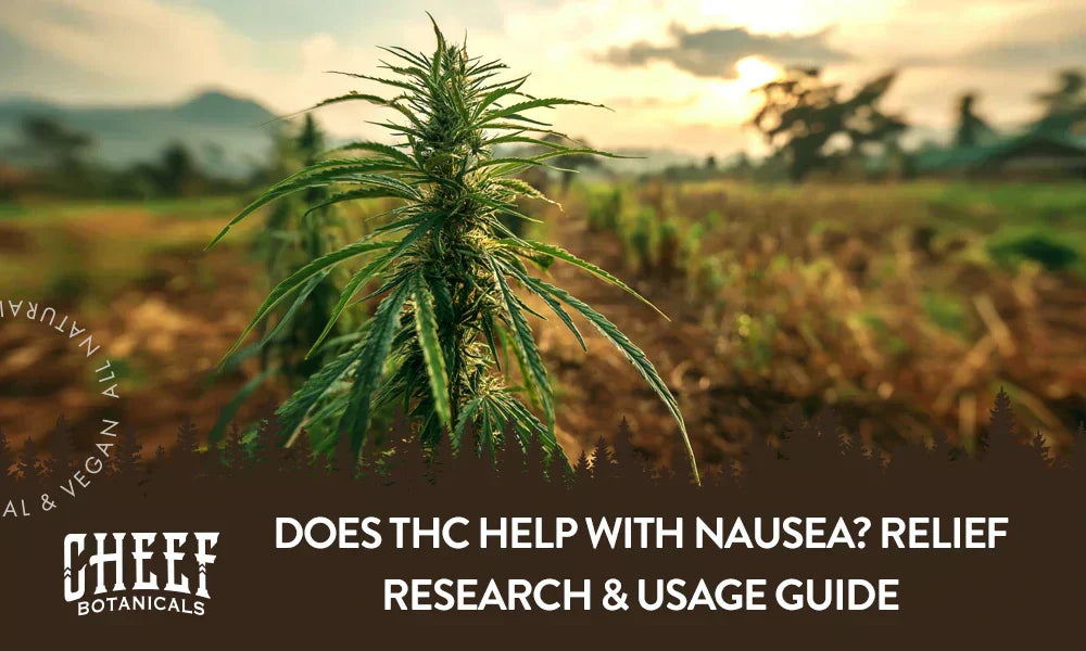 Featured blog image by Cheef Botanicals showing a cannabis plant growing outdoors at sunset with the text “Does THC Help With Nausea? Relief Research & Usage Guide,” highlighting THC for nausea.