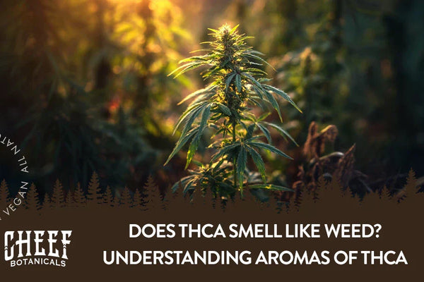 Does THCA Smell Like Weed? Aromas of THCA Flower & Dabs