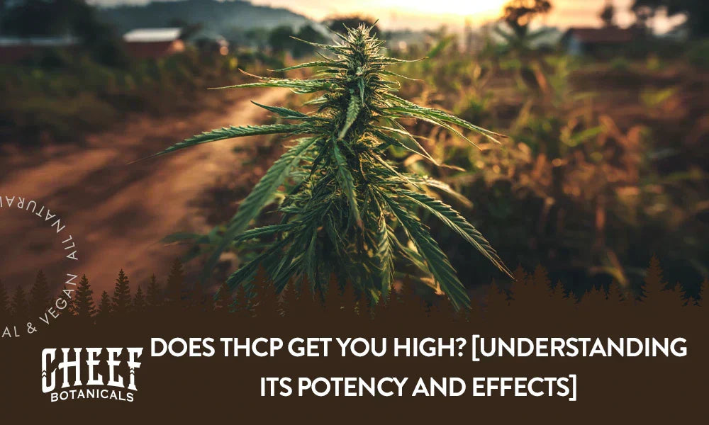 A cannabis plant growing outside with the title "Does THCp get you high".