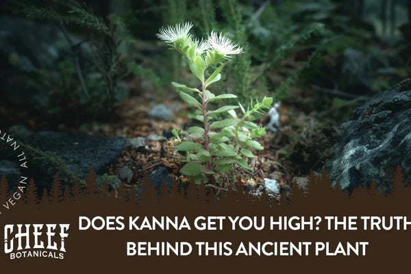 Does Kanna Get You High? The Truth Behind This Ancient Plant