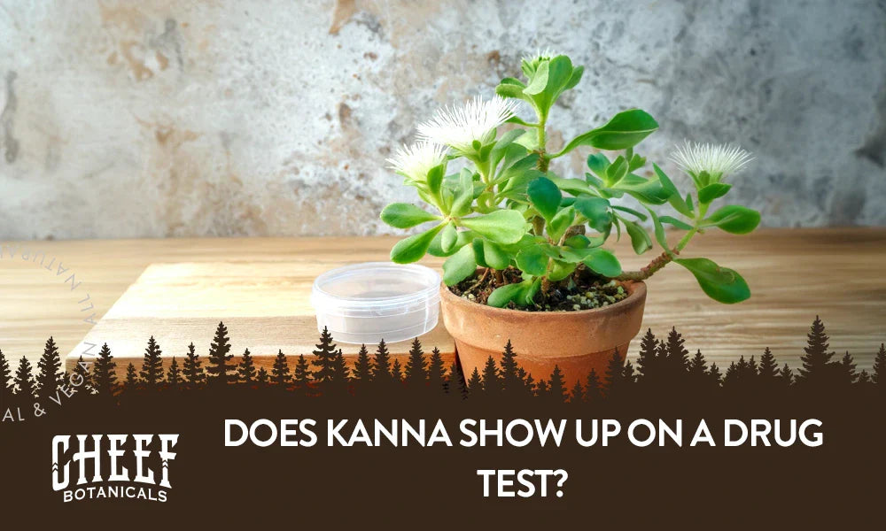A kanna plant sitting next to a round plastic container.