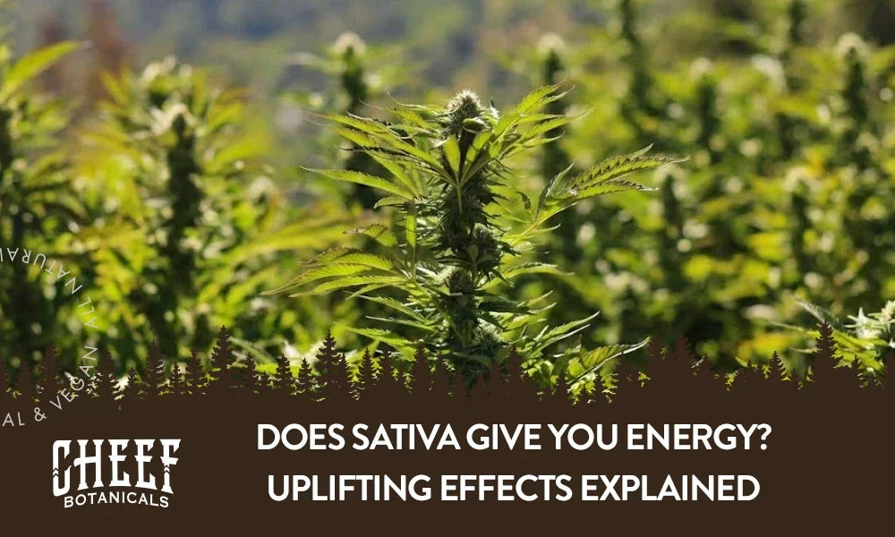 does sativa give you energy (featured blog image by Cheef Botanicals) shows sativa cannabis plants growing outdoors