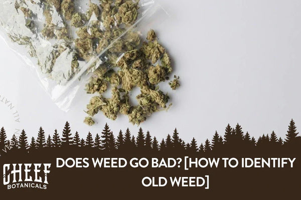 Does Weed Go Bad? [How to Identify Old Weed]