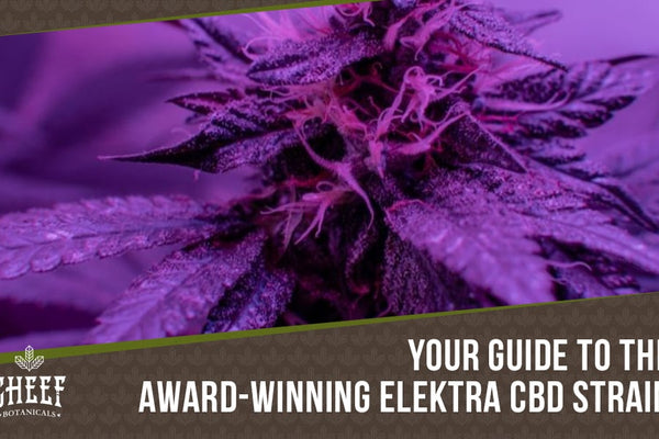 Elektra CBD Flower: A Chill, Energy Boosting Sativa Strain