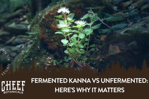 Fermented Kanna vs Unfermented: Here's Why It Matters