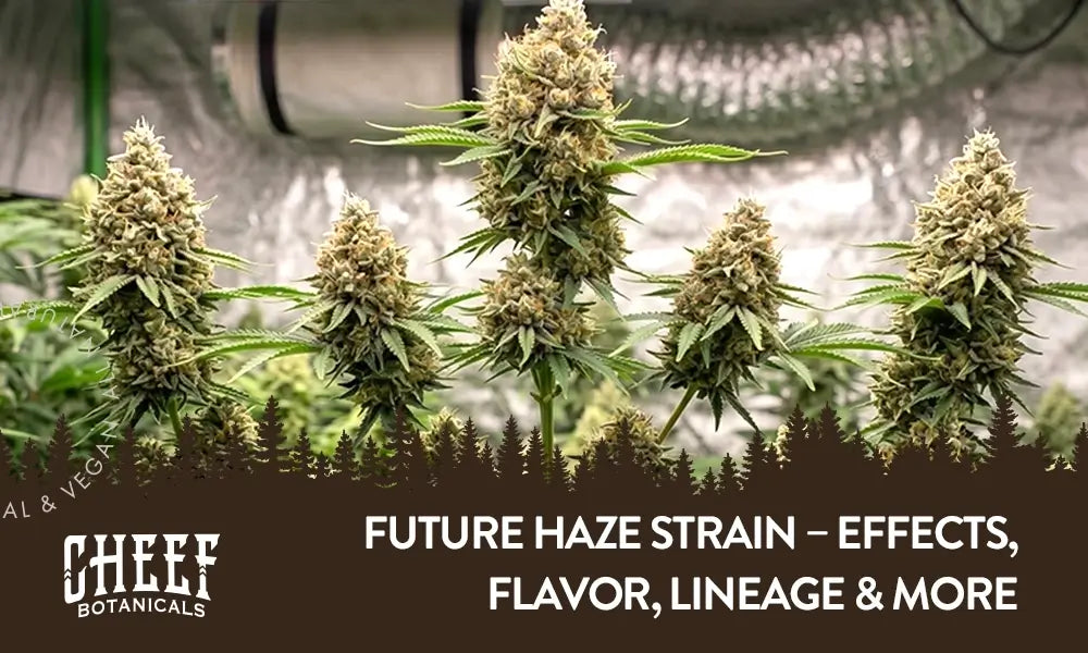 Future Haze Strain (featured blog image by Cheef Botanicals) show the buds growing on the plant, indoor grow