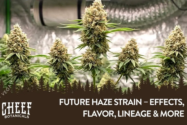 Future Haze Strain – Far Beyond Flavor, Genetics, & More