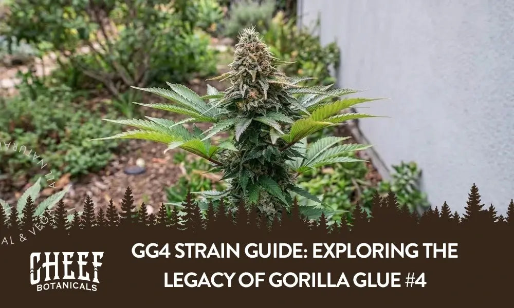 A GG4 cannabis plant growing outside.