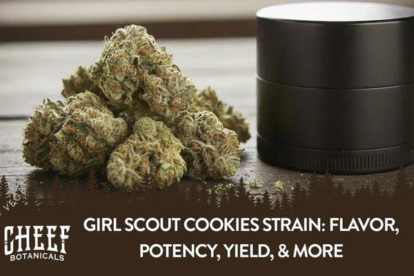 Girl Scout Cookies Strain: Flavor, Potency, Yield, & More