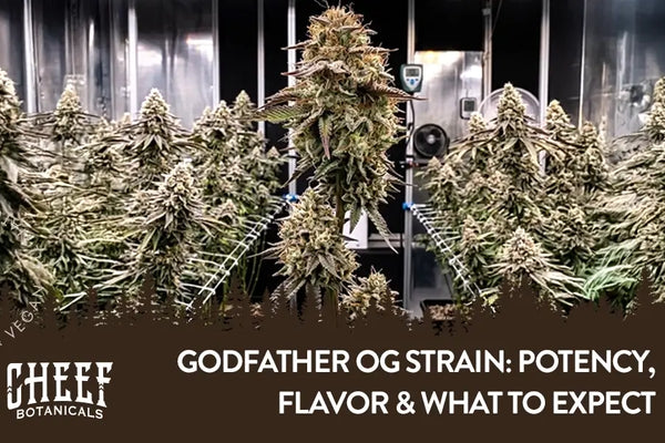 Godfather OG Strain: Potency, Flavor & What to Expect