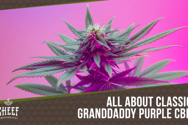 Granddaddy Purple CBD: Effects, Flavor, & What to Expect