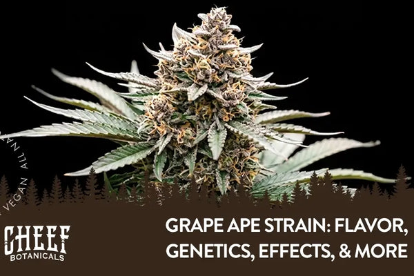 Grape Ape Strain: Flavor, Genetics, Effects, & More