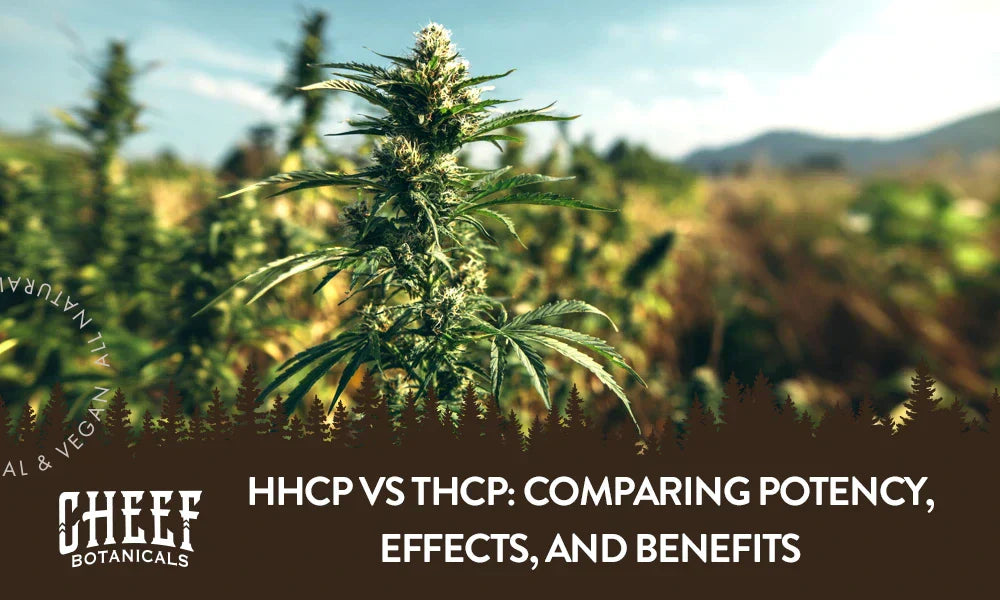 A cannabis plant growing outside with the title "HHCP vs THCP".