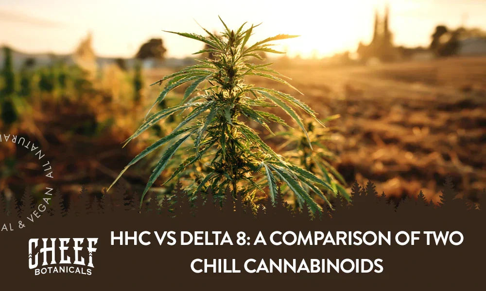 Featured blog image by Cheef Botanicals showing a cannabis plant growing outdoors at sunset with the text “HHC vs Delta 8: A Comparison of Two Chill Cannabinoids,” highlighting HHC vs Delta 8.