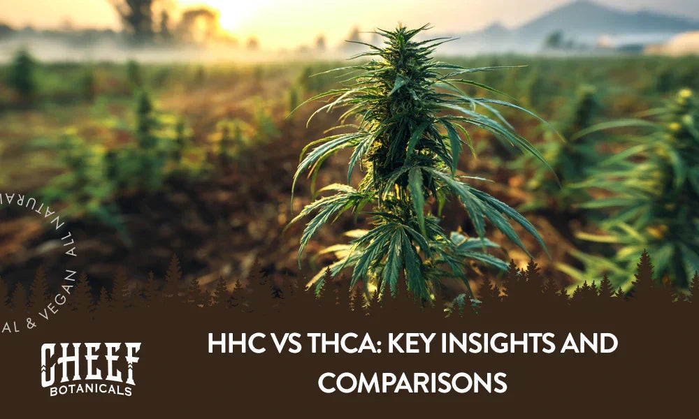 A cannabis plant growing outside with the title "HHC vs THCa".