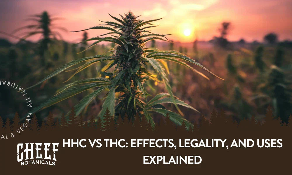 A cannabis plant growing outside with the title "HHC vs THC".