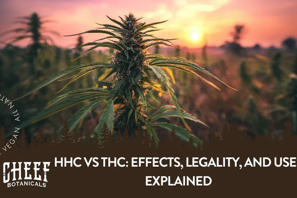 HHC vs THC: Effects, Legality, and Uses Explained