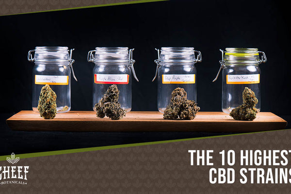 Top 10 High CBD Strains - Over 20% CBD Content!