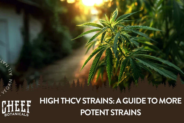 High THCV Strains Explained: Benefits, Effects, and Top Picks