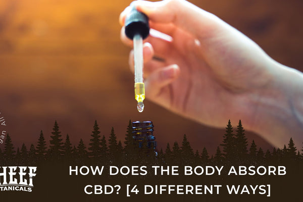 How Does the Body Absorb CBD? [4 Different Ways]