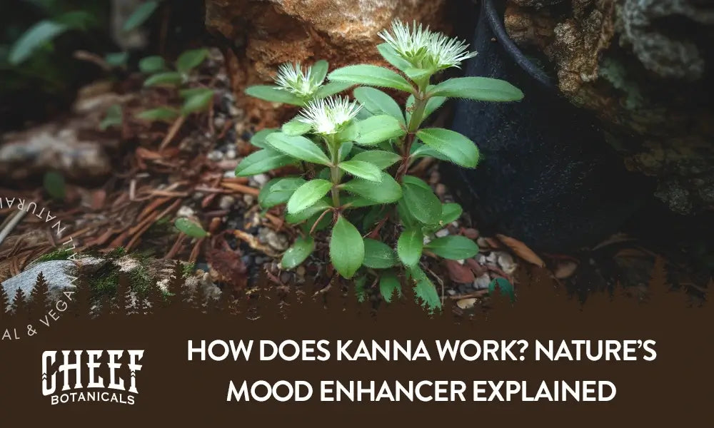 A kanna plant growing outside with the title "How does kanna work".