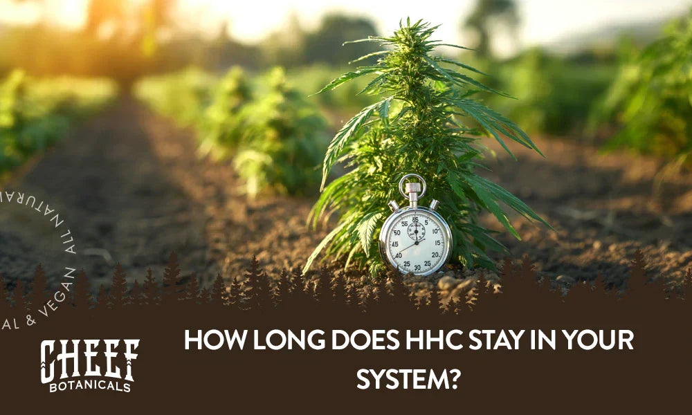 A cannabis plant with a stopwatch in front of it with the title "How long does HHC stay in your system".