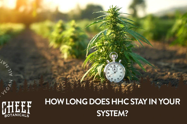 How Long Does HHC Stay in Your System?