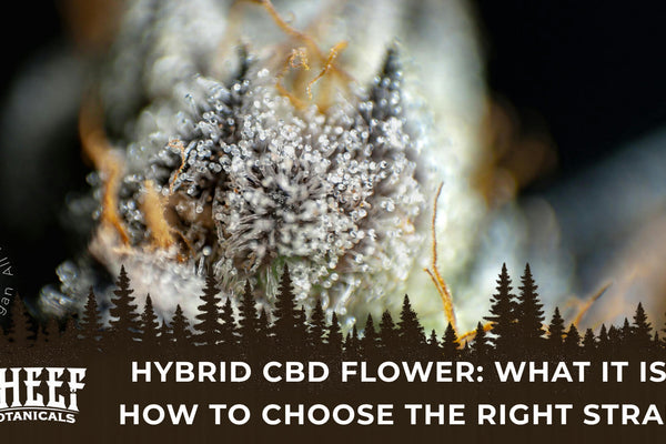Hybrid CBD Flower: What It Is & How to Choose the Right Strain