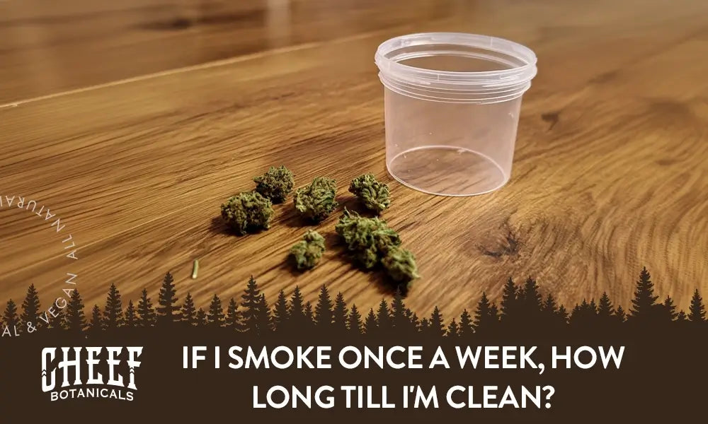 if i smoke once how long till i'm clean featured blog image by Cheef Botanicals, Shows some cannabis buds next to a urine test cup on a wooden table,