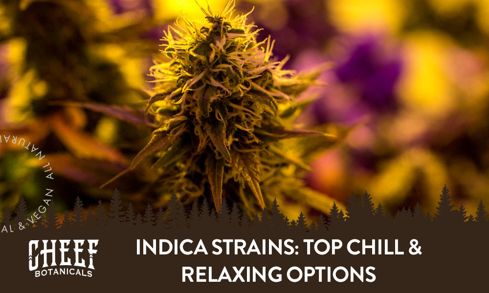 Best Indica Strains: Top Chill & Relaxing Options