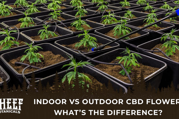 Indoor vs Outdoor CBD Flower: What’s the Difference?