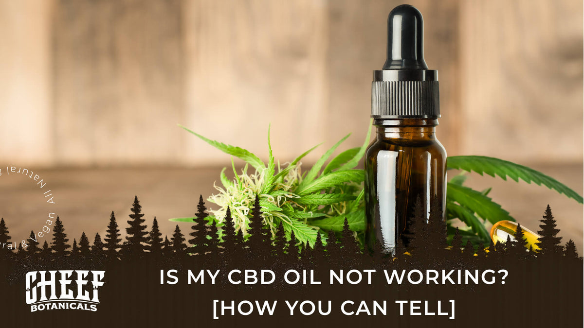 Is My CBD Oil Not Working (featured blog image by Cheef Botanicals) shows a bottle of CBD oil beside cannabis buds and leaves