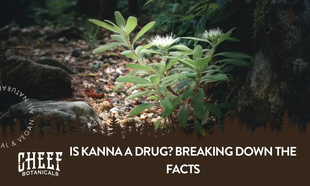 A kanna plant growing naturally outside with the blog title "Is kanna a drug". Image by Cheef Botanicals.