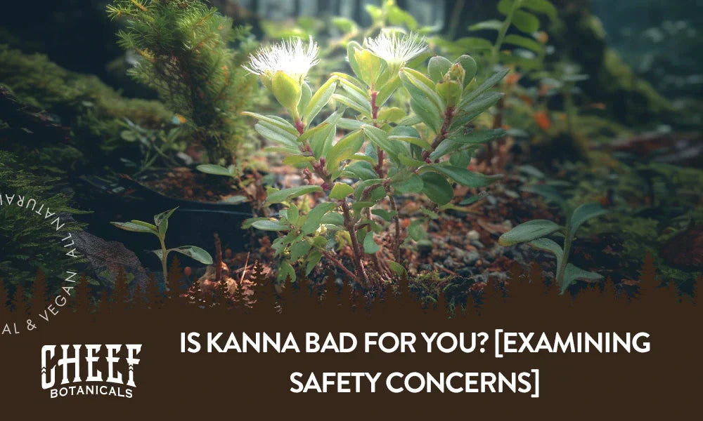 A kanna plant growing outside with the title "Is kanna bad for you".