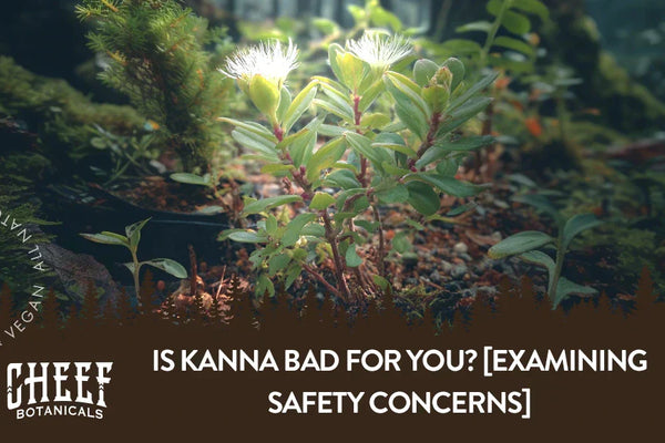 Is Kanna Bad for You? [Examining Safety Concerns]