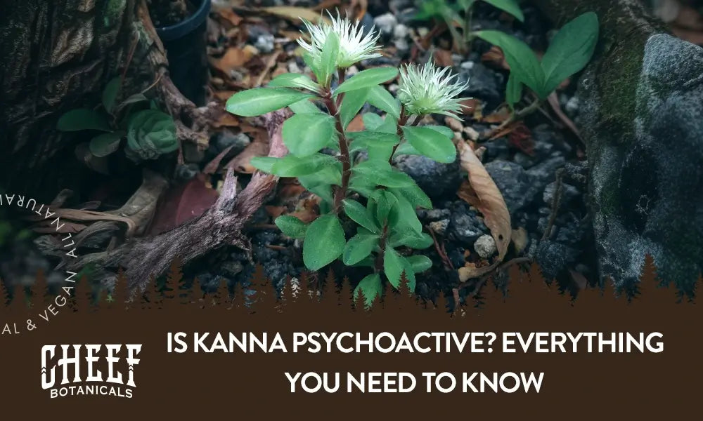 A kanna plant growing outside with the title "Is kanna psychoactive".