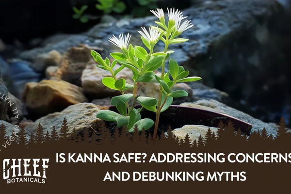 Is Kanna Safe? Addressing Concerns and Debunking Myths