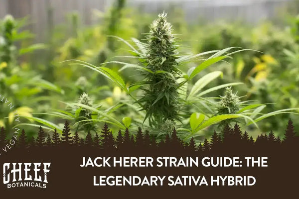Jack Herer Strain Guide: The Legendary Sativa Hybrid