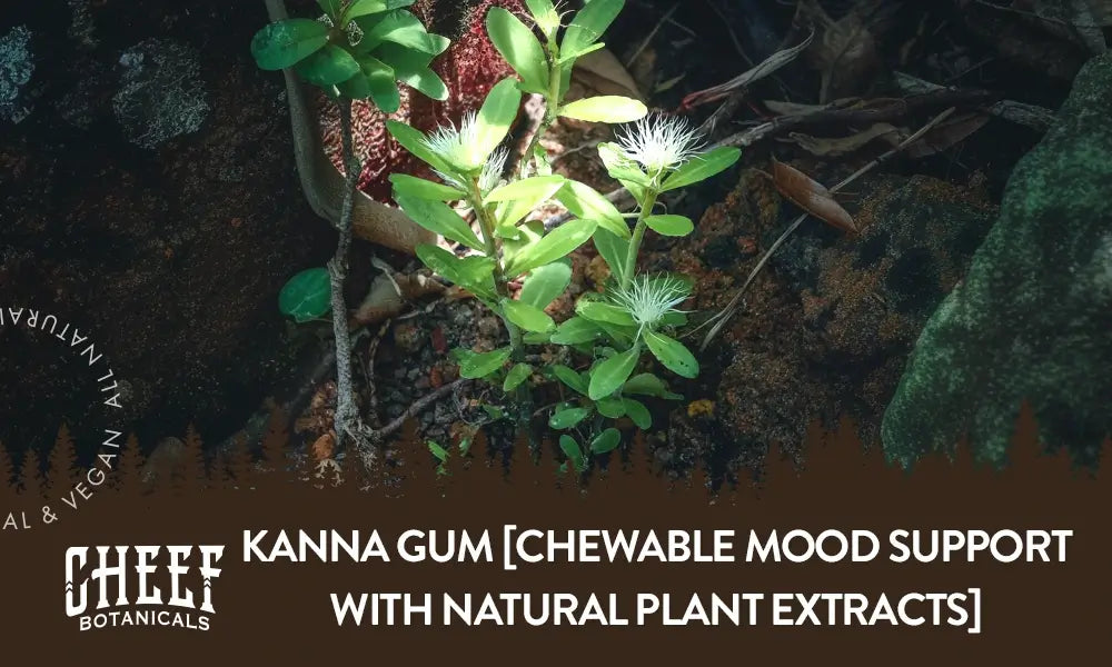 A kanna plant growing outside with the title "Kanna Gum".
