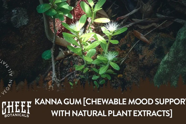 Kanna Gum [Chewable Mood Support With Natural Plant Extracts]
