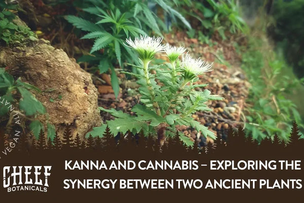 Kanna and Cannabis – Exploring the Synergy Between Two Ancient Plants