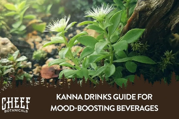Kanna Drinks Guide for Mood-Boosting Beverages