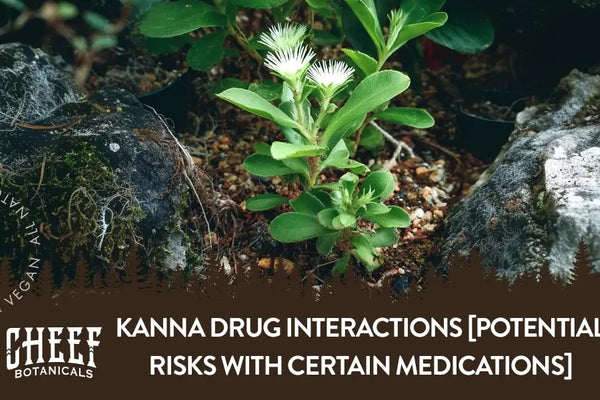 Kanna Drug Interactions [Potential Risks With Certain Medications]