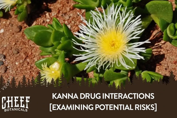 Kanna Drug Interactions [Examining Potential Risks]